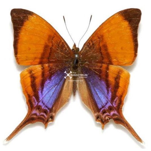 MARPESIA CORITA The corita daggerwing